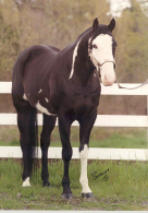 Stetson