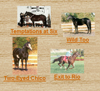 Stallions Gone but not forgotten