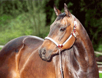 horse named Paris