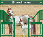 Broodmares