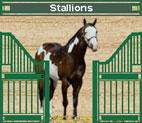 Stallions
