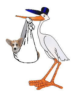 A stork