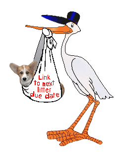 Corgis