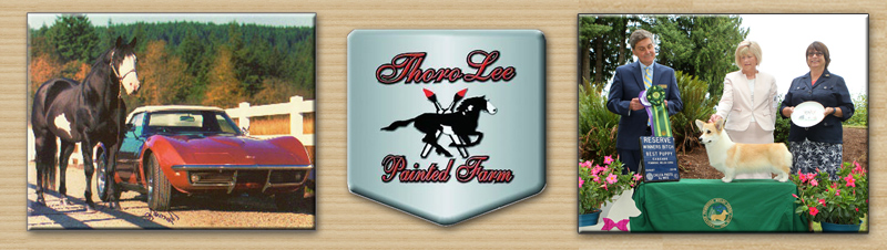 Chio the horse next to car, Throlee Painted Shield logo and Carley